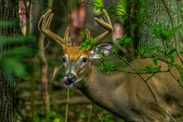 A Male White Tailed Deer Buck (Odocoileus virginianus)  with large antlers licking his lips in Michigan, USA.