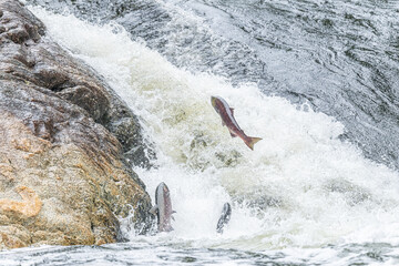 Sockeye salmon (Oncorhynchus nerka) jumping over river rapids to go upstream to spawn in the fall...