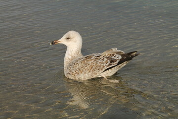 duck