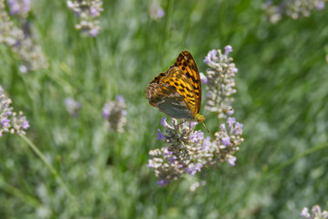 Silver-washed Fritillary butterfly (Argynnis paphia) sitting on lavender in Zurich, Switzerland