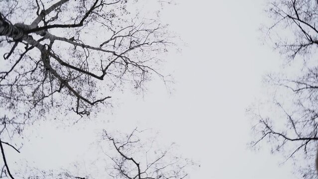 Bare crowns and branches of trees against the background of a gray winter sky, view from the bottom up, rotation and circular motion, slow motion.