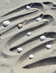 Sea shell  in sand