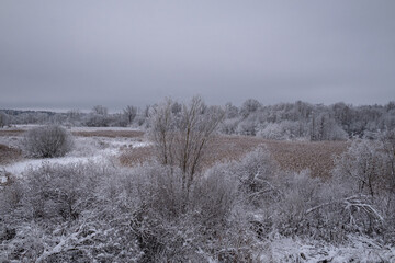 winter landscape, snow covered field overgrown with grass, reeds, bush, trees.