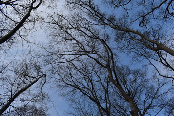 branches of a tree against the sky