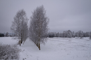 Fototapeta na wymiar Winter landscape with birch alley on empty snow covered field. Gloomy overcast morning with cloudy sky. Latvia near Jelgava town bypass road