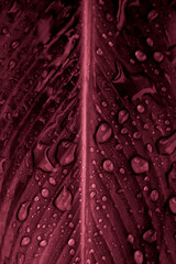 Raindrops on the leaf. Nature background. Color of the year 18-1750 Viva Magenta color.