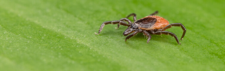 Closeup of deer tick parasite on panoramic background of natural leaf. Ixodes ricinus. Dangerous parasitic insect mite crawling on green texture. Health risk of encephalitis or Lyme disease in nature.