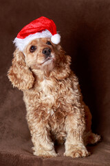 dog breed english cocker spaniel