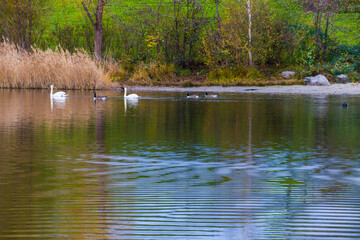 Autumn landscape at lake with waterbirds on beautiful water surface