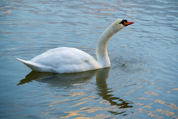 White swan swimming on blue water of lake