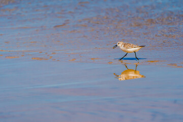 Sanderling on the beach