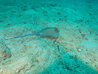 Ocean life