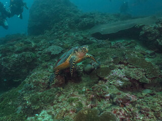 Fototapeta premium Ocean life