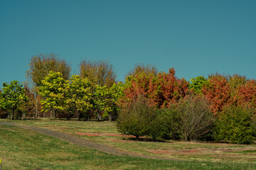 autumn landscape with trees