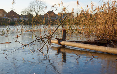 Reeds in a flooded frozen lake