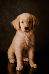 Puppy Golden Retriever 
Beautiful.  Studio shot.