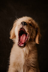 Puppy Golden Retriever ​​with open mouth.  Studio shot.