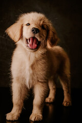 Puppy Golden Retriever standing. Studio shot. 