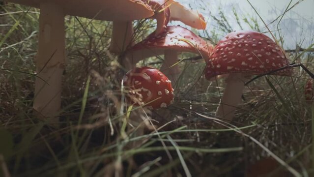 Fly agaric mushrooms or Amanita muscaria, poisonous, hallucinogenic mushrooms. Red and white mushrooms in the grass. Close-up nature video.
