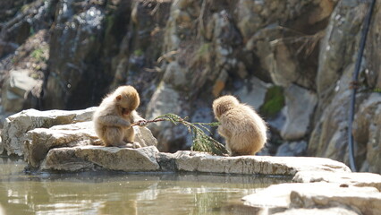 two little japanese macaques playing on the rocks