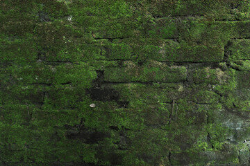 green moss on the old brick wall