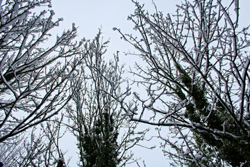 Snow covered branches set against a white sky