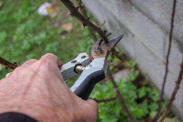 pruning my rose bushes in my garden