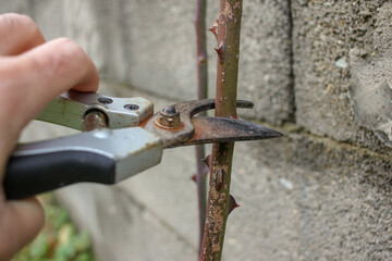 pruning rose bushes with scissors in my garden