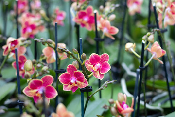 Fototapeta premium Selective focus close up of purple moth orchids . (Phalaenopsis amabilis). Pink orchid in the greenhouse. Orchid background.
