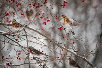 Fieldflare eating berries and dancing in flight