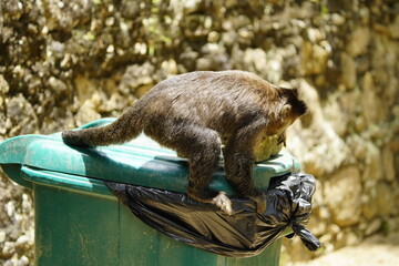 Black capuchin (Sapajus nigritus) trying to open a garbage can and succeeds.