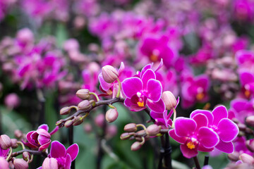 Selective focus close up of purple moth orchids . (Phalaenopsis amabilis). Pink orchid in the greenhouse. Orchid background.