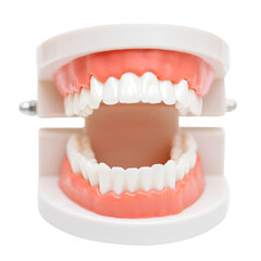 The model of the jaw is open on a white background. Oral hygiene
