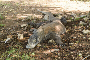 Komodo Dragon