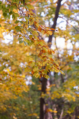 Autumn forest: Autumn colored leaves