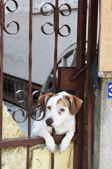 portrait of a dog on garden door