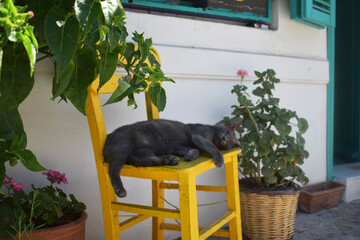 Slepping cat on the yellow chair