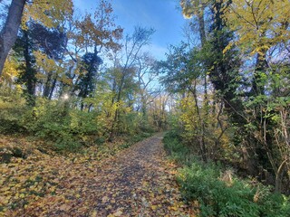 Idyllic autumn hiking trail in the forest