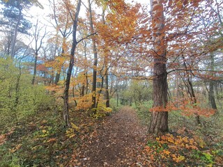 Idyllic autumn hiking trail in the forest