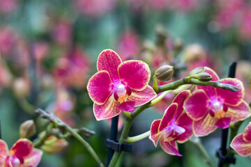 Fototapeta na wymiar Selective focus close up of purple moth orchids . (Phalaenopsis amabilis). Pink orchid in the greenhouse. Orchid background.