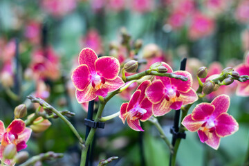 Fototapeta na wymiar Selective focus close up of purple moth orchids . (Phalaenopsis amabilis). Pink orchid in the greenhouse. Orchid background.