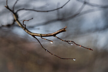 A branch with water drops after the rain.