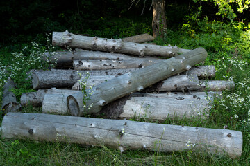 Wooden logs lie in a heap. sawmill