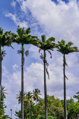 Palms In Fort De France, Martinique Island, French West Indies