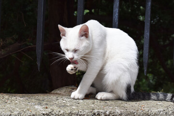 white cat on the fense