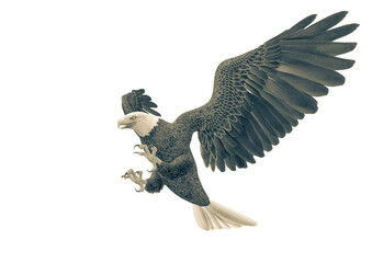 bald eagle attacking on white background