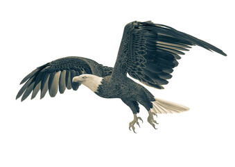 bald eagle flying on white background