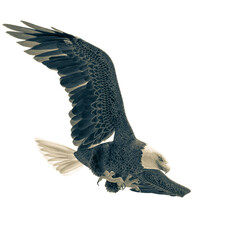 bald eagle hunting down on white background bottom view