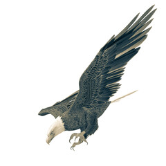 bald eagle hunting down on white background