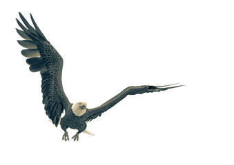 bald eagle hunting on white background with space copy